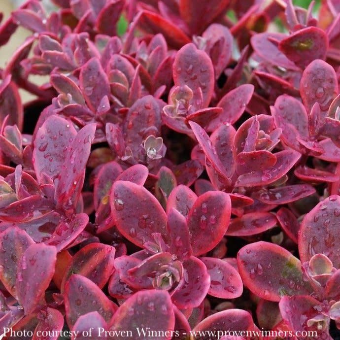 #1 Sedum rupestre PW Sunsparkler &#39;Wildfire&#39;/ Stonecrop