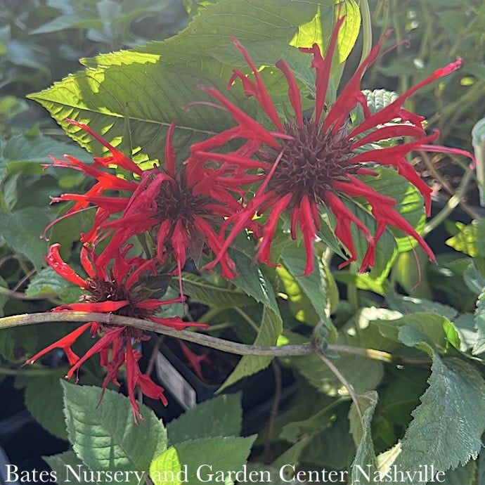 #1 Monarda did Raspberry Wine/ Beebalm Native (TN)