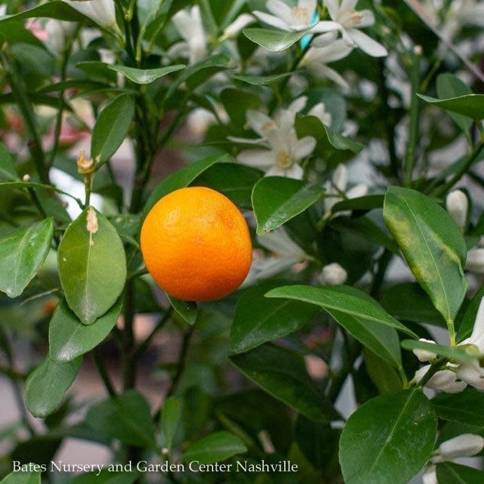 Tropical Edible #3 Citrus Calamondin/ Orange  - No Warranty