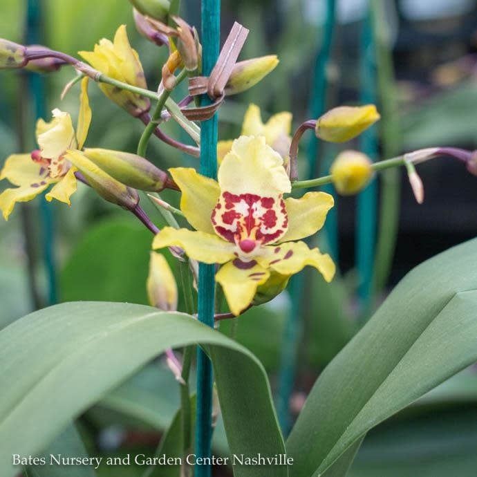 4p!/4.5p! Orchid Oncidium Assorted Colors /Tropical