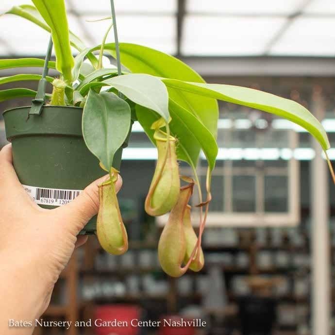 4hb!/4.5hb! Carnivorous Nepenthes alata / Pitcher Plant /Tropical