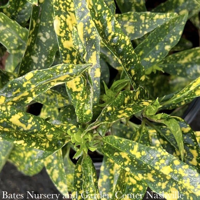 #3 Aucuba japonica Hosoba Hoshifu/ Variegated (Female)