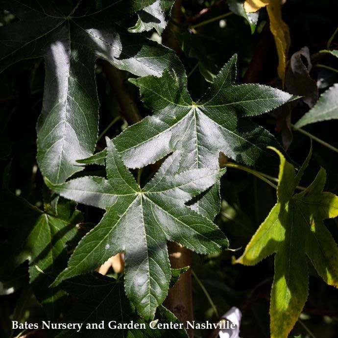 #15 Liquidambar sty Happidaze/ Fruitless Sweetgum Native (TN)