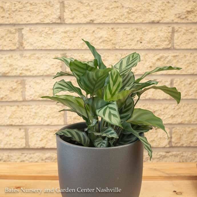 5.5p!/6p! Calathea Freddie /Tropical
