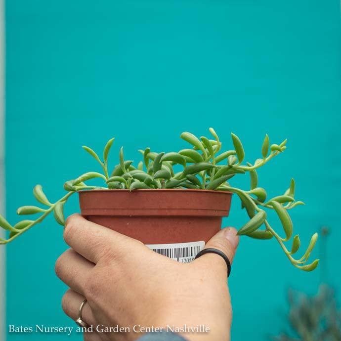 3.5p/4p! String of Bananas Succulent /Tropical
