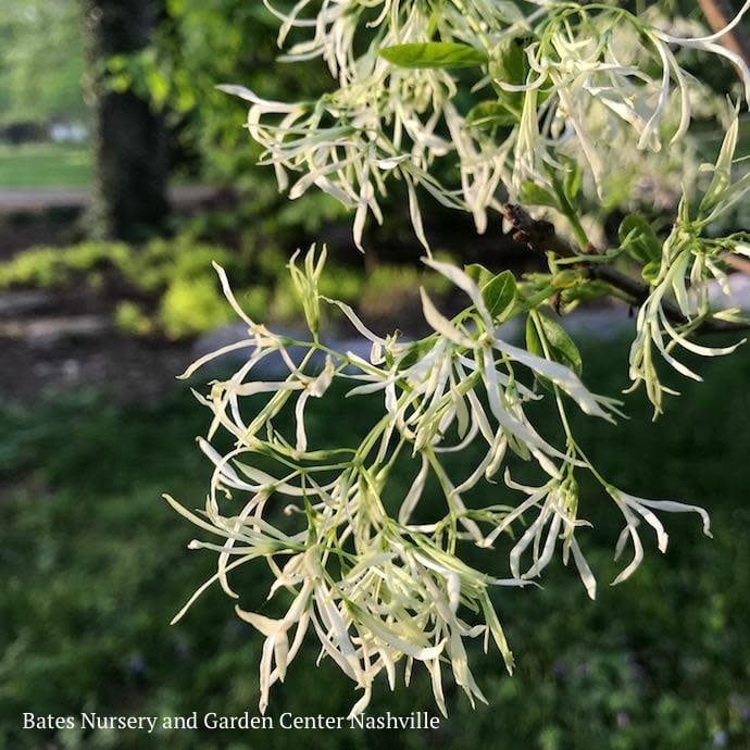 #15 CLUMP Chionanthus virginicus/ American Fringetree Native (TN)