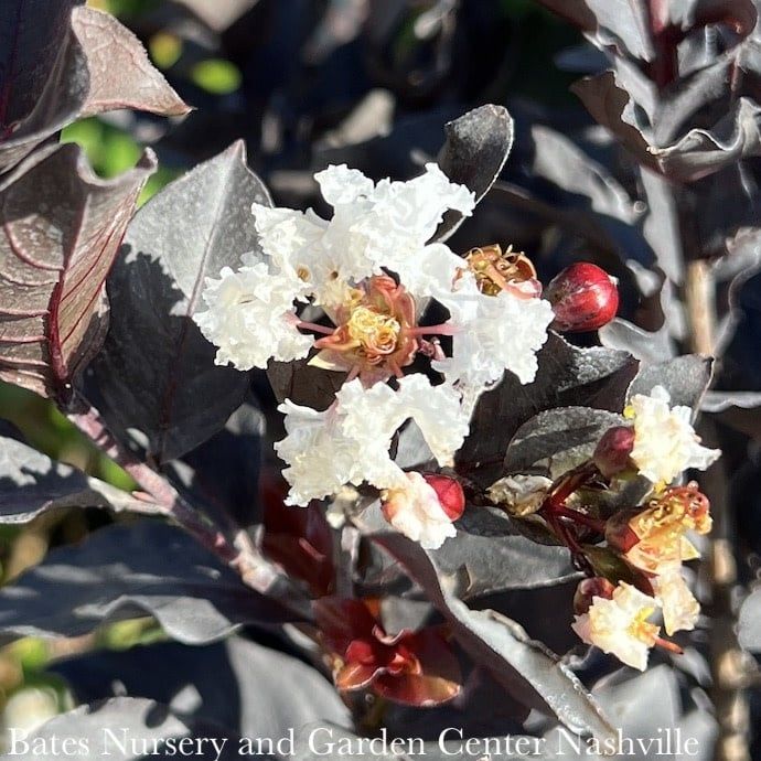 #3 Lagerstroemia Ebony &amp; Ivory/ White Flowers, Dark Leaves Crape Myrtle