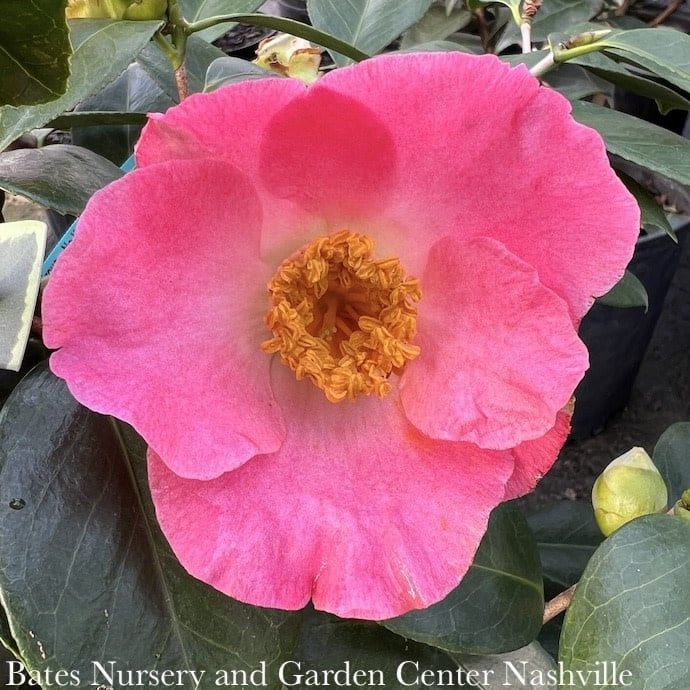 Buttermint Camellia, Camellia x 'Buttermint', Monrovia Plant