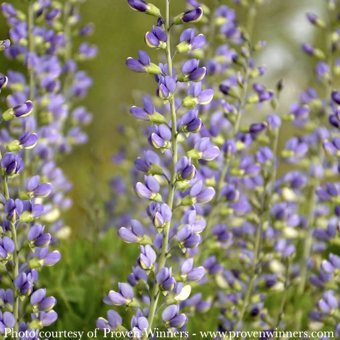 #2 Baptisia x PW Decadence &#39;Blue Bubbly&#39;/ False Indigo