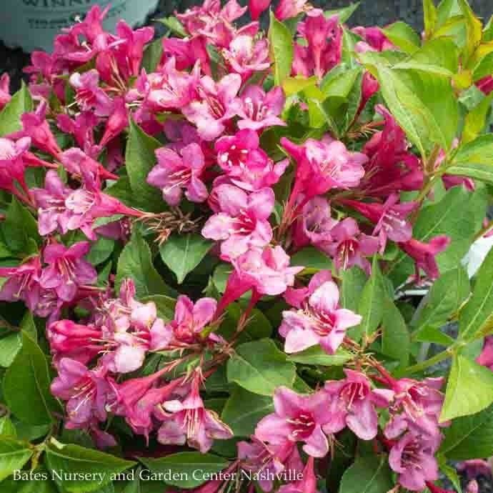 #3 Weigela flor PW Sonic Bloom &#39;Pink&#39;/ Reblooming