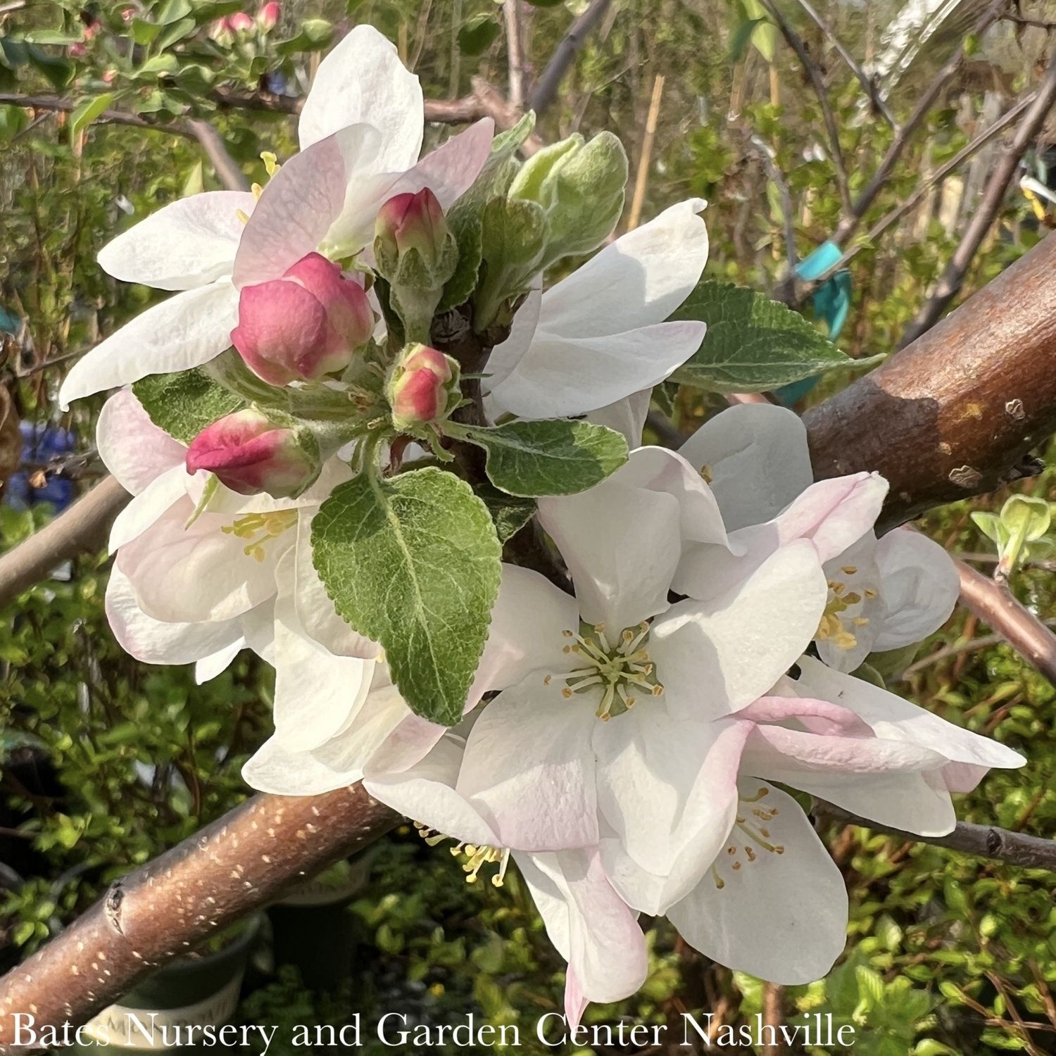 Edible #5 Malus Liberty/ Semi-dwarf Apple