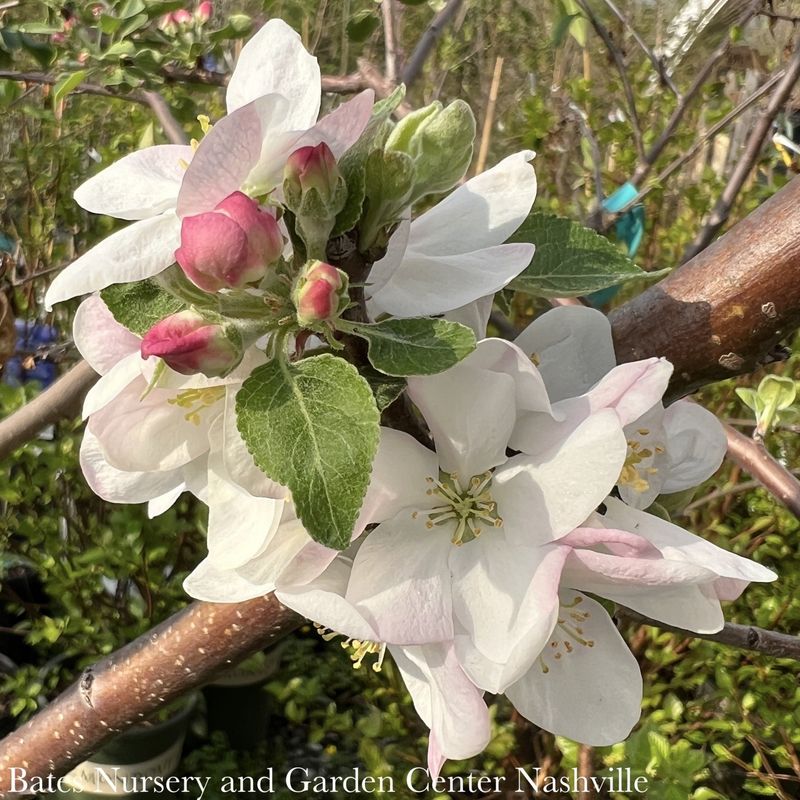 Edible #5 Malus Liberty/ Semi-dwarf Apple