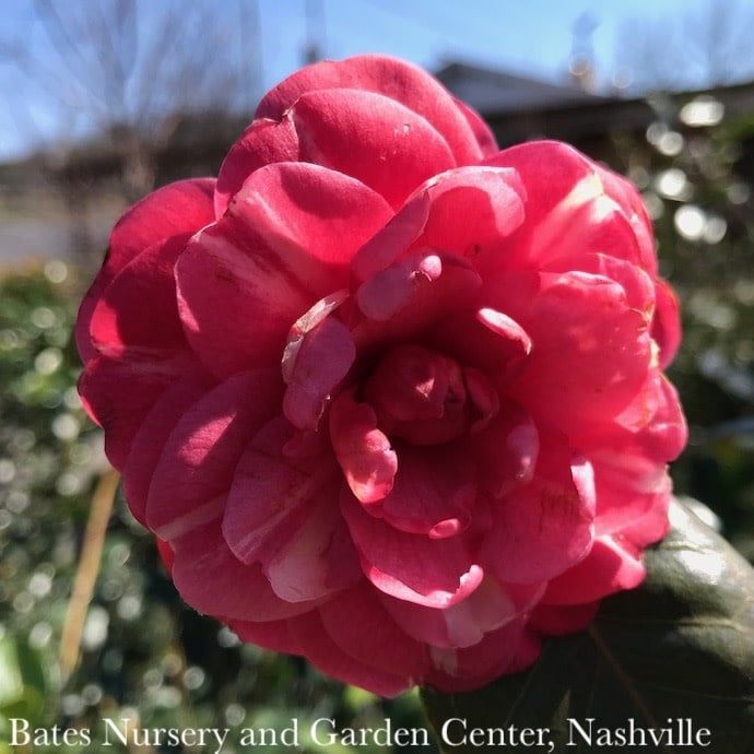 #7 Camellia japonica April Kiss/ Pinkish-Red - No Warranty