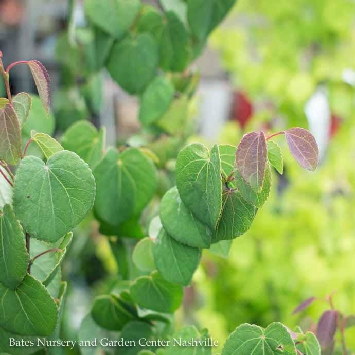 #6 Cercidiphyllum japonicum Red Fox/ Katsura