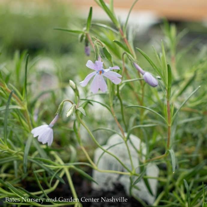 #1 Phlox sub Emerald Blue/ Creeping Native (TN)