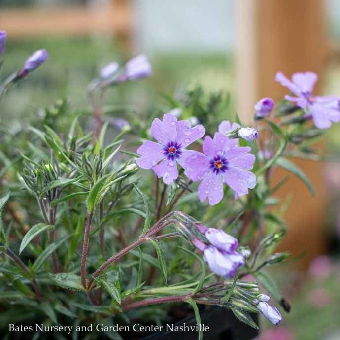 #1 Phlox sub Emerald CUSHION Blue/ Creeping Native (TN)