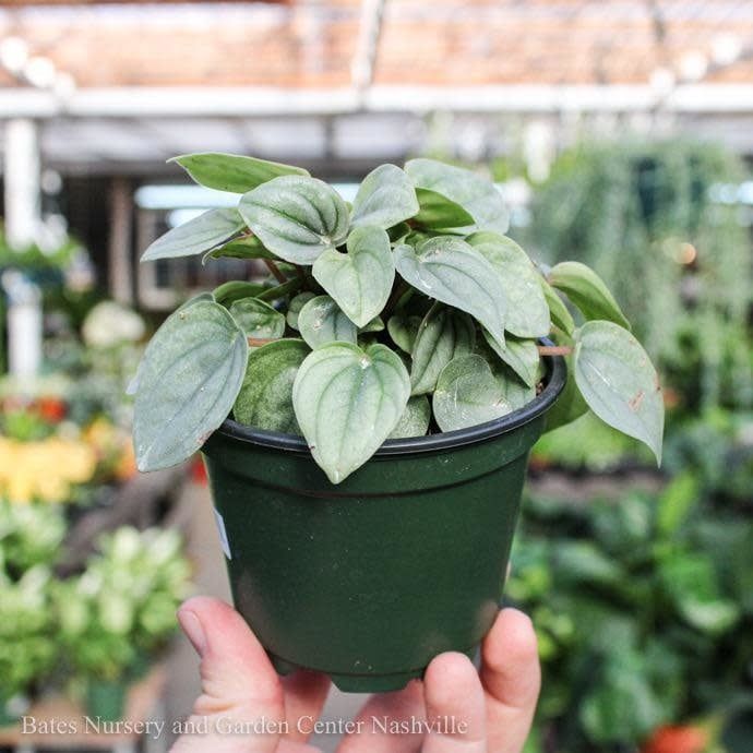 4p! Peperomia Frost /Tropical