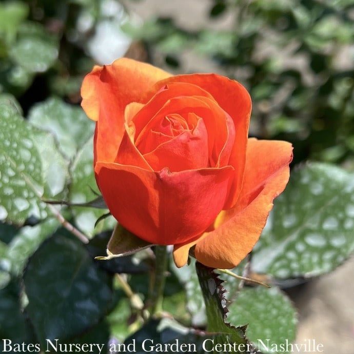 #3 Rosa Downton Abbey &#39;Anna&#39;s Promise&#39;/ Orange Grandiflora Rose - No Warranty