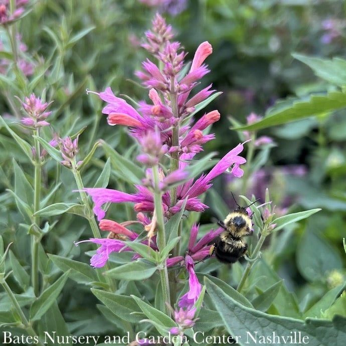 #1 Agastache x PW Rosie Posie/ Hummingbird Mint