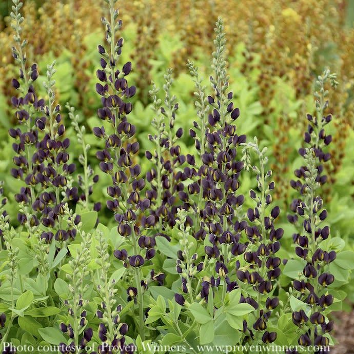 #2 Baptisia x Grape Escape/ Purple False Indigo