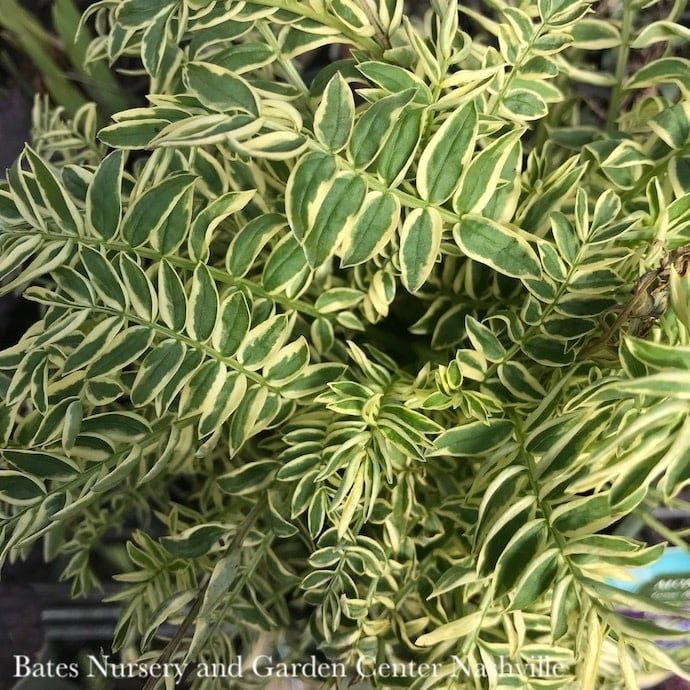 #1 Polemonium caer Brise d&#39;Anjou/ Variegated Jacob&#39;s Ladder