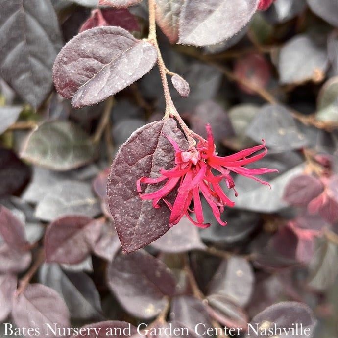 #2 Loropetalum chin Ever Red MINI/ Fringeflower -  No Warranty