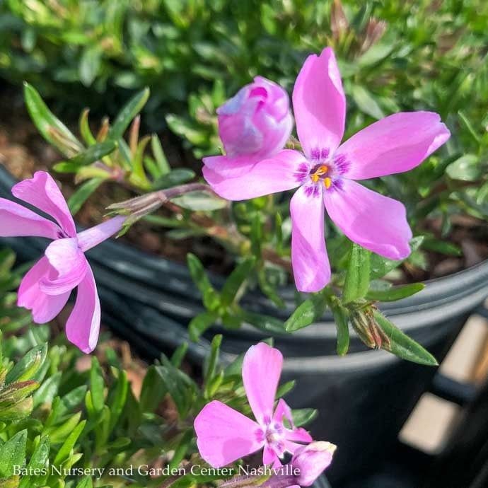 #1 Phlox sub Emerald Pink/ Creeping Native (TN)