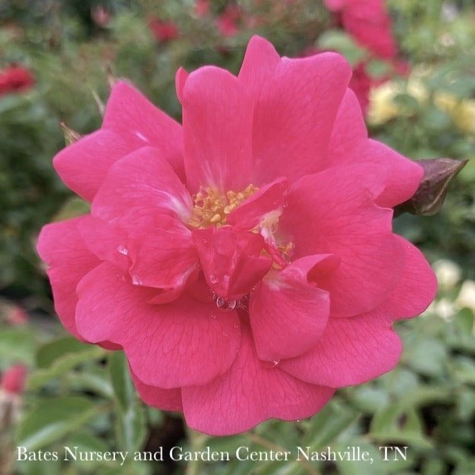 #2 Rosa Flower Carpet &#39;Pink Supreme&#39;/ Groundcover Rose - No Warranty