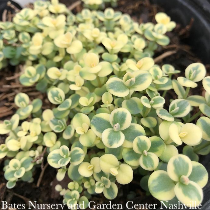 #1 Sedum x Sunsparkler &#39;Lime Twister&#39;/ Variegated Stonecrop
