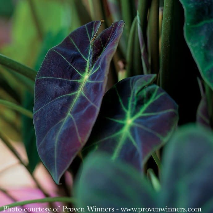 Tropical #1 Colocasia esc PW Illustris/ Elephant Ear