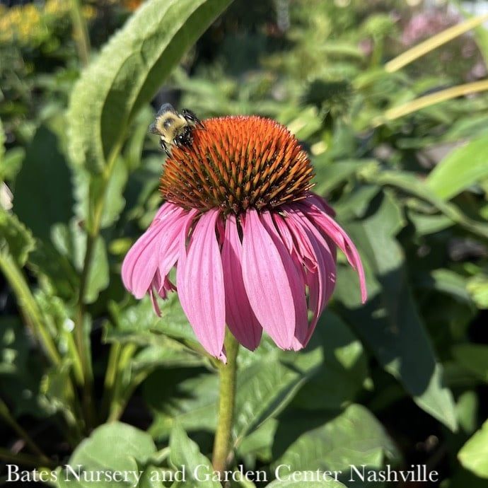 #1 Echinacea pur Ruby Star/ Coneflower Native (TN)