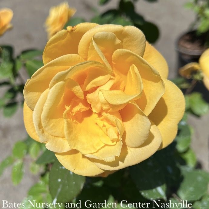 #3 Rosa Strike It Rich/ Gold, Red Grandiflora Rose - No Warranty