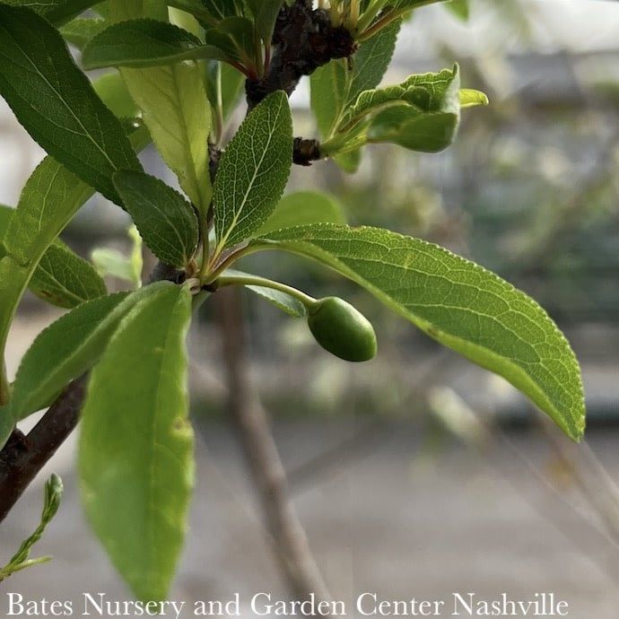 Edible #5 Prunus x Bruce/ Red Plum