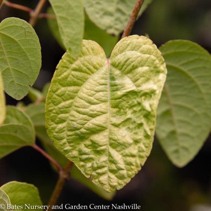 #6 Cercidiphyllum japonicum Claim Jumper/ Katsura