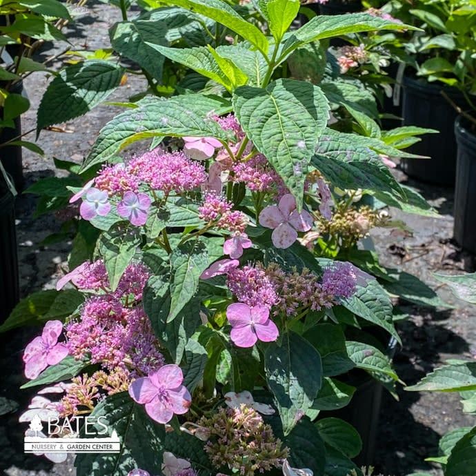 #3 Hydrangea serr Blue Billow/ Mountain/ Lacecap Blue to Pink