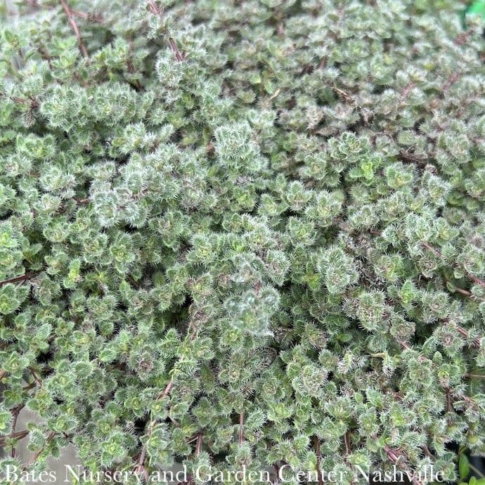 QP Thymus pseudolanuginosus/ Creeping Wooly Thyme