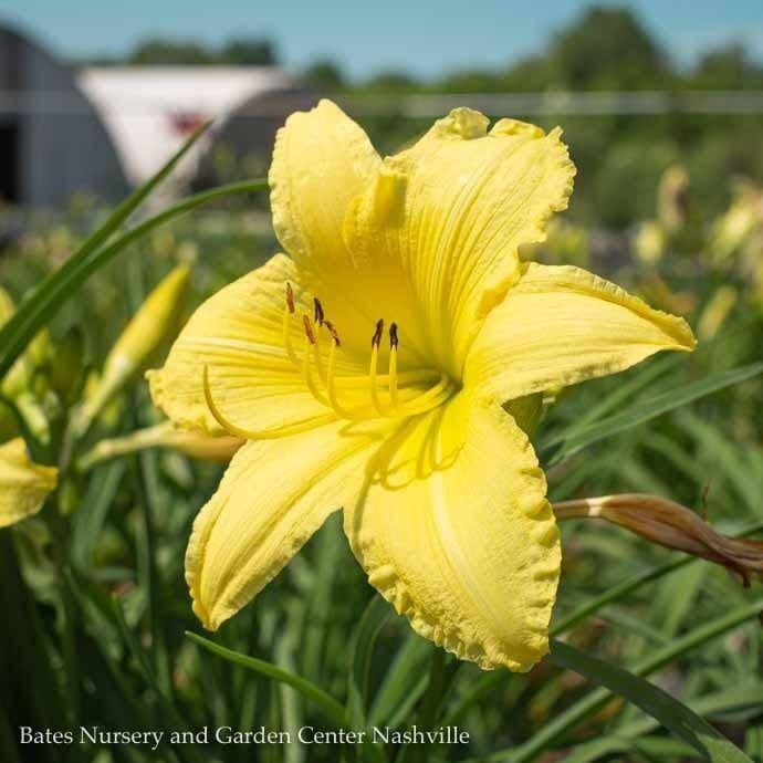 #1 Hemerocallis Big Time Happy/ Yellow Repeat Daylily