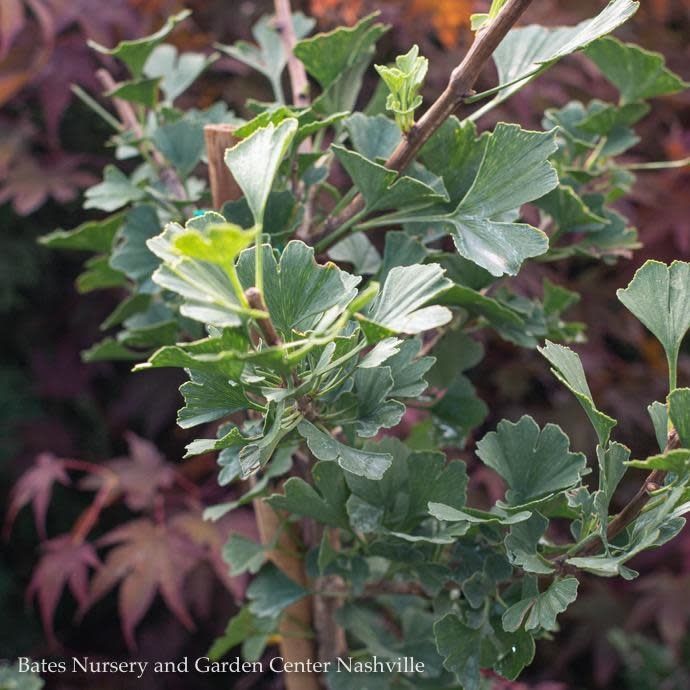 #6 Ginkgo bil Folkert&#39;s Select/ Dwarf Maidenhair Tree (Male)