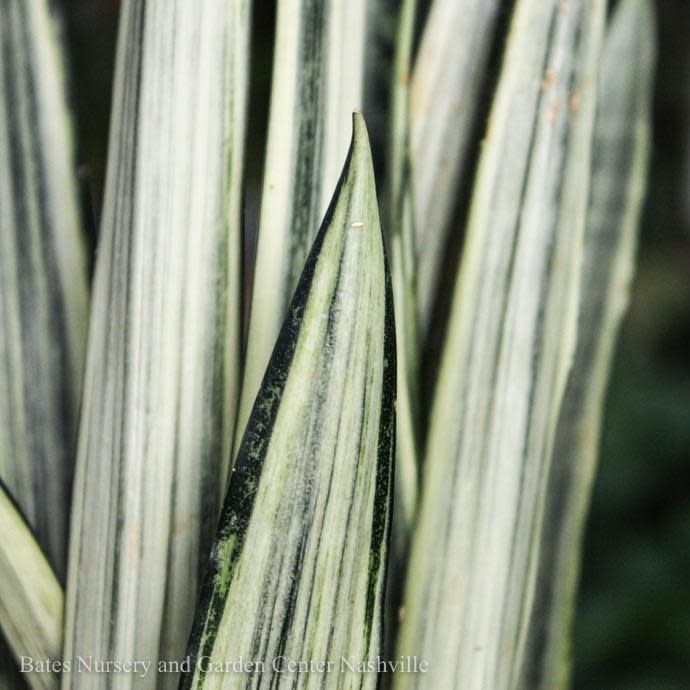 6p! Sansevieria Bantel&#39;s Sensation /Snake Plant /Mother-in-Law Tongue /Tropical