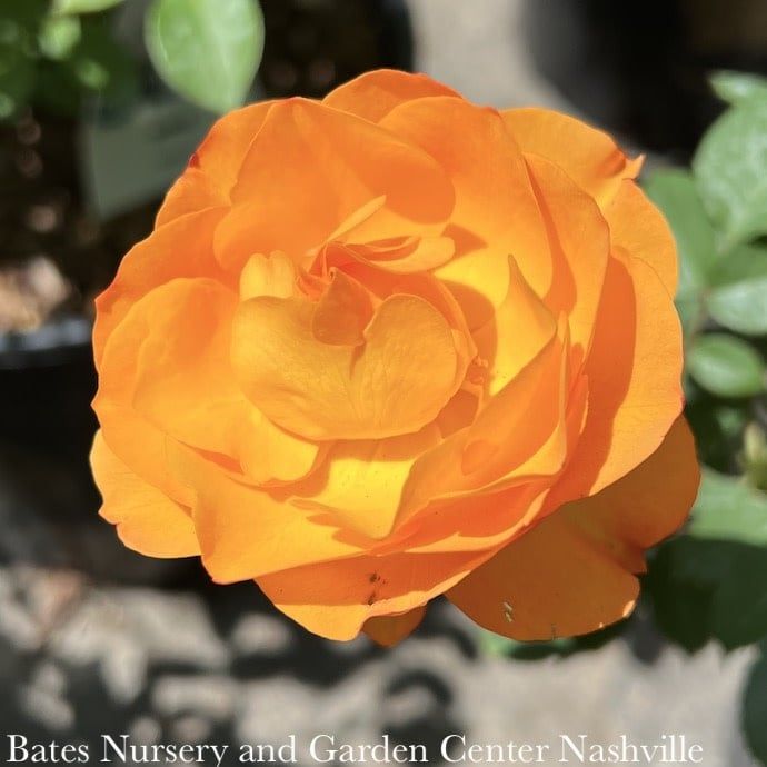 #3 Rosa Good as Gold/ Hybrid Tea Rose - No Warranty