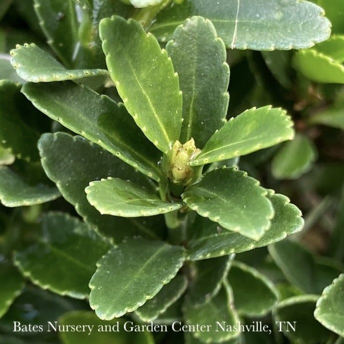 #2 Euonymus japonicus Microphyllus/ Boxleaf Green