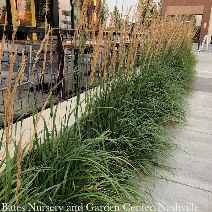 #1 Grass Calamagrostis x acutiflora Karl Foerster/ Feather Reed