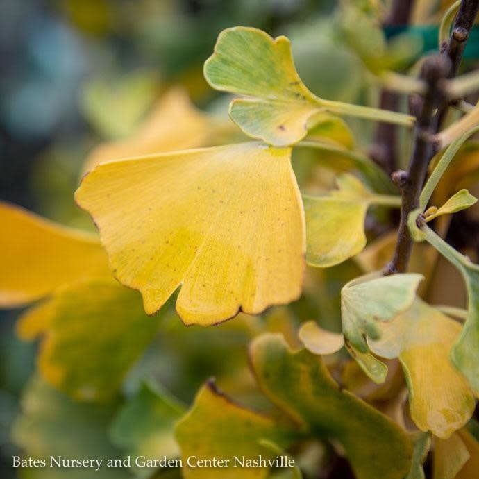 #5 Ginkgo bil Autumn Gold/ Maidenhair Tree (Male)