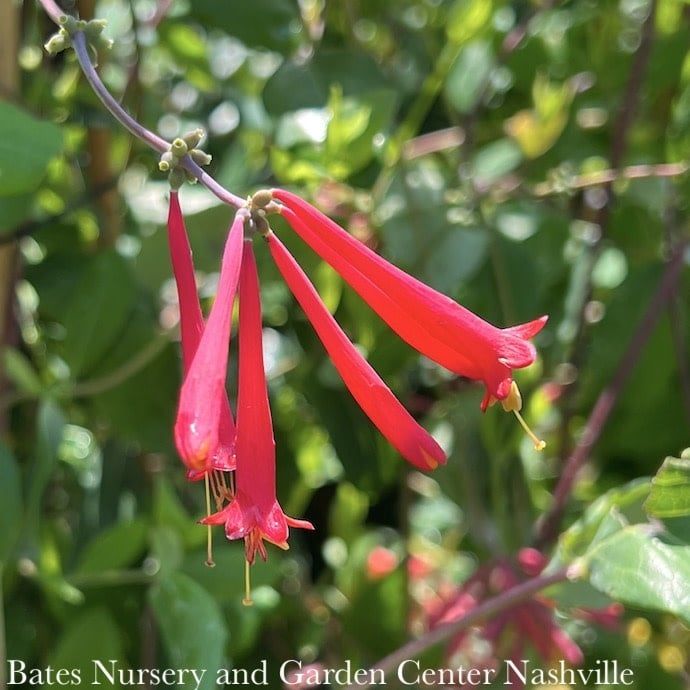 #2 STK Lonicera semp Major Wheeler/ Red Coral Honeysuckle Native (TN)
