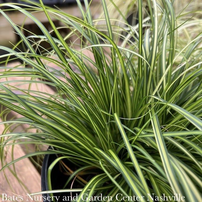 #1 Grass Carex osh SL EverColor &#39;Eversheen&#39;/ Variegated Sedge