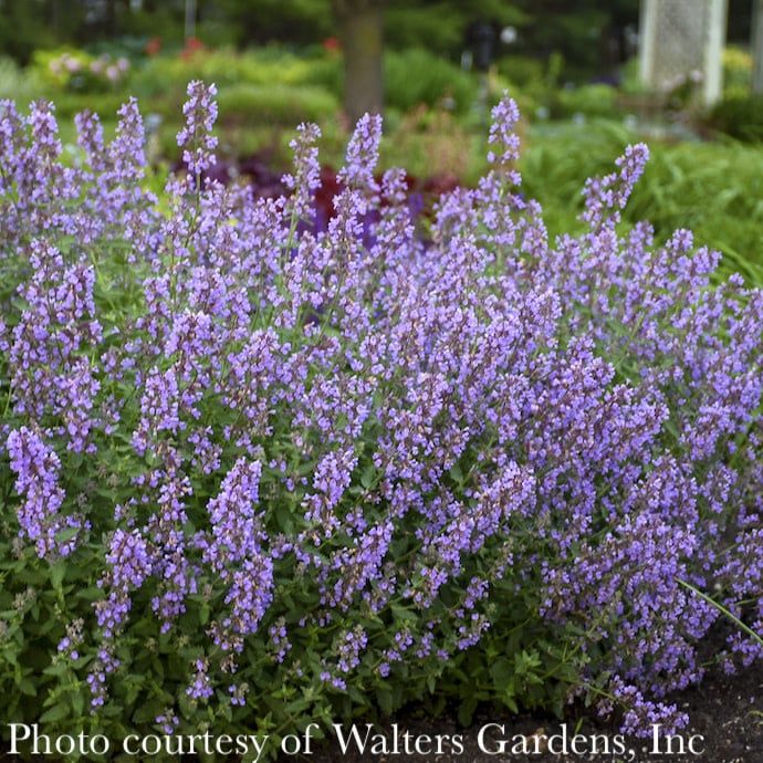 #1 Nepeta faas PW Cat&#39;s Meow/ Catmint