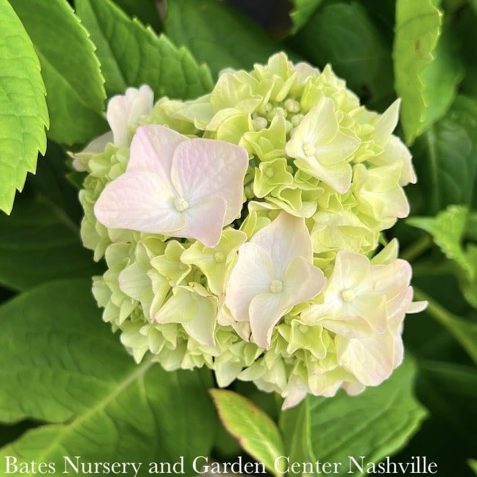 #3 Hydrangea mac Endless Summer &#39;Blushing Bride&#39;/ Bigleaf/ Mophead Repeat White