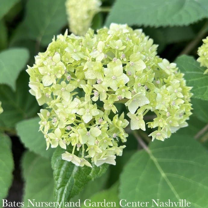 #5 Hydrangea arb Seaside Serenade 'Bar Harbor'/ Dwarf Smooth White Native (TN)