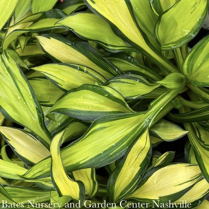 #1 Hosta Rainbow&#39;s End/ Variegated