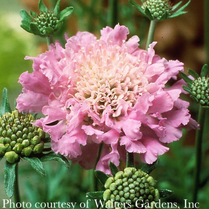 QP Scabiosa col Pink Mist/ Pincushion Flower